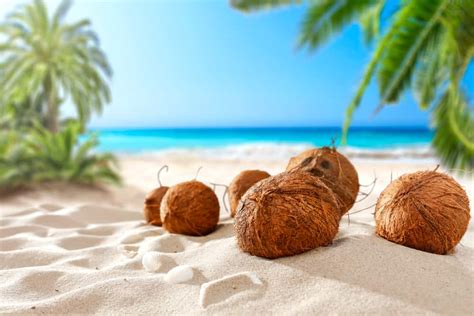 Coconuts on the beach - Coconuts On the Beach. February 3, 2019 ·. Happy Sunday Funday! Opening at 9am to kick off Super Bowl. Sunday with our breakfast buffet, Bloody Mary and Mimosa specials! Let’s do this! 37. 6 comments. 10 shares.